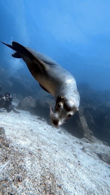 A Sea Lion Swimming · Free Stock Photo