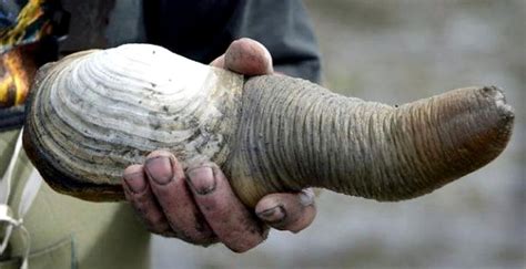 Geoduck Clam – "OCEAN TREASURES" Memorial Library