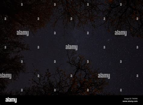 Night sky picture with many stars over the forest Stock Photo - Alamy