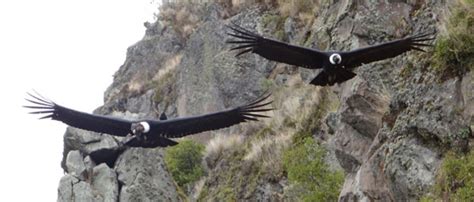 Key highland habitat for rare condor protected in Ecuador | Focusing on ...