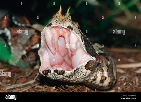 Rhinoceros viper - poisonous snake / Bitis nasicornis Stock Photo - Alamy