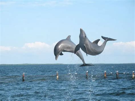 Dolphin Facts For Kids | Dolphin Habitat & Diet