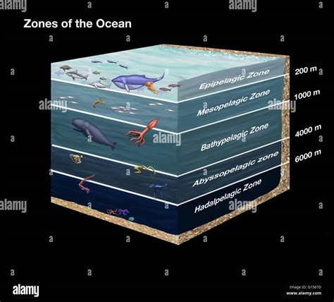 Cross-sectional diagram showing zones of the ocean. From top to bottom ...