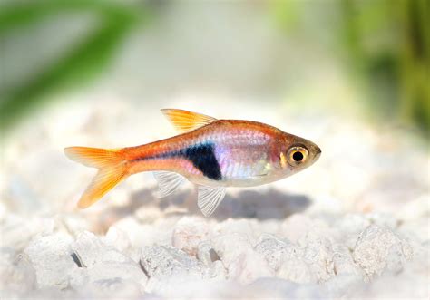 22 Small Aquarium Fish Breeds for Your Freshwater Tank