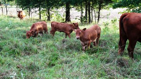 Red Angus Calves For Sale | Falster Farm on Pasture 365