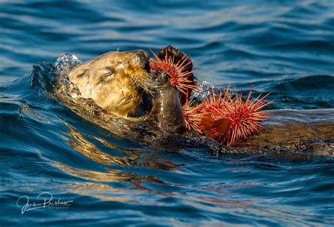 Sea Otter Eating Purple Sea Urchins | Vancouver Island, British ...