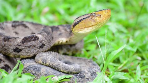 Close Up Of A Very Venomous Jumping Pit Viper Getting Ready To Strike ...