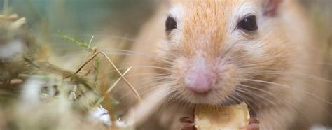 Knowing Your Small Pets: A Guide to Gerbil Behavior | Hartz