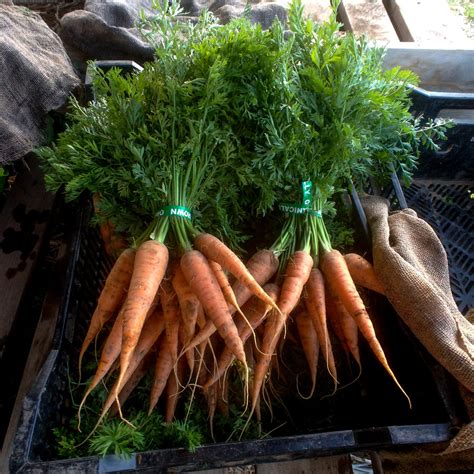 Danvers 126 Carrot Seeds - The Plant Good Seed Company