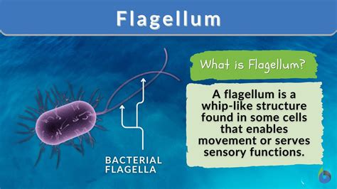 Flagellum - Definition and Examples - Biology Online Dictionary