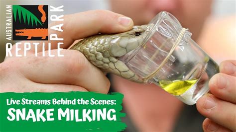 MILKING VENOMOUS SNAKES | AUSTRALIAN REPTILE PARK - YouTube