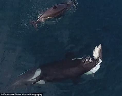 Footage captures killer whale eating a whole SHARK in California ...