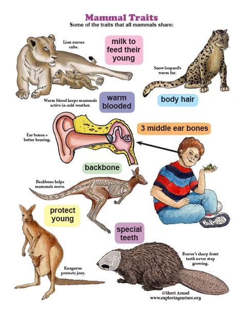 Mammal Traits Mini-Poster (K-2)