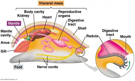 Diagram Of A Mollusk