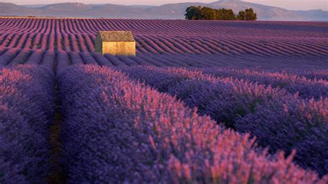 Where is the best place to see France’s lavender fields? - Complete France