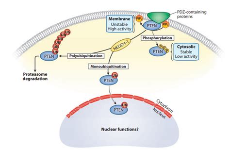 Pten Pathway Proteins Background - Creative Biomart