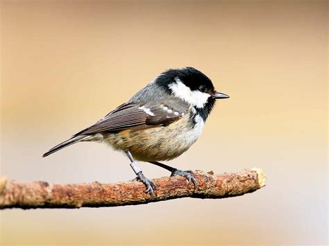 19 common British birds in your garden | Love The Garden