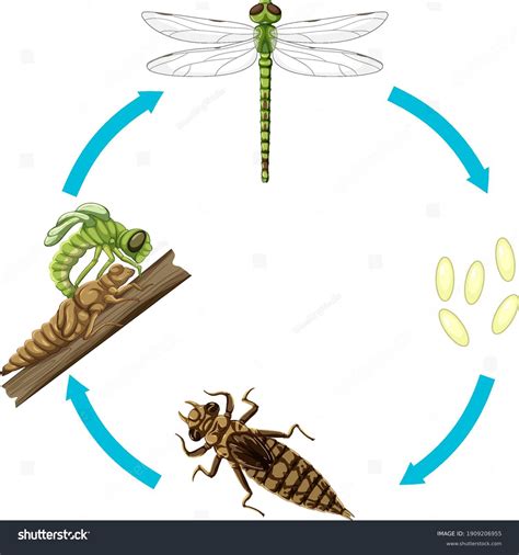 Dragonfly Life Cycle