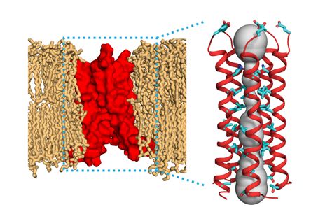 Chemists discover the structure of a key coronavirus protein | MIT News ...