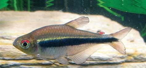 Breeding the Imperial Tetra | Tropical Fish Hobbyist Magazine