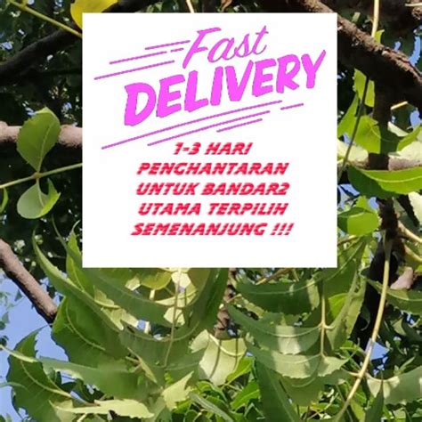 Daun Semambu Segar (Fresh Neem Leaves) Vepillai | Shopee Malaysia