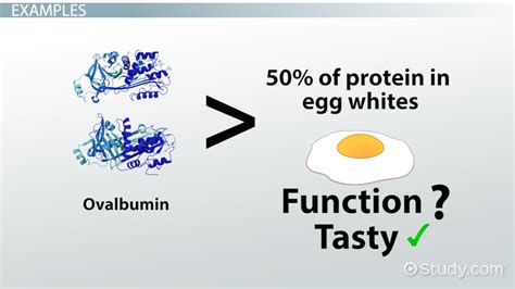 Globular Protein | Definition, Function & Examples - Lesson | Study.com