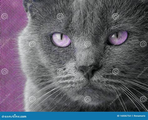 Cat With Purple Eyes Stock Images - Image: 16006754