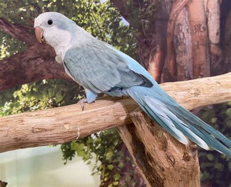 palid blue quaker parrot - Birds for Sale in Texas | Bird Breeder Near ...