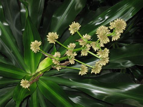 Nature's Reflection Interior Plantscaping: Corn Plant Flowers