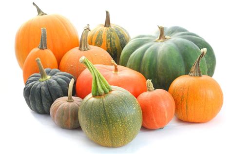 Pumpkins! (with STEMs!) – STAR Net