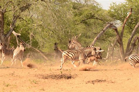 Zebra attack wildebeest calf - Africa Geographic