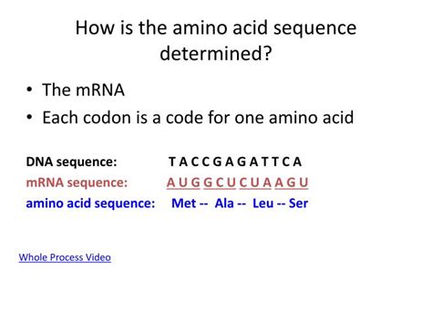 PPT - How is the amino acid sequence determined? PowerPoint ...