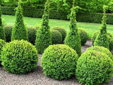 12 Popular Evergreen Shrubs