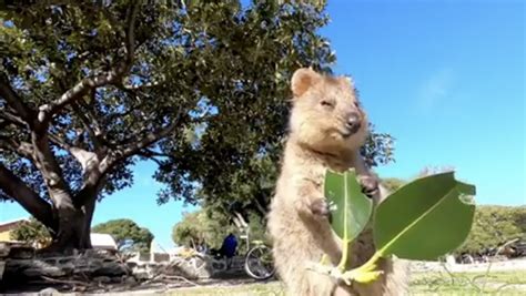 Video Of Quokka Eating Is Everything | So Perth | Rottnest Island