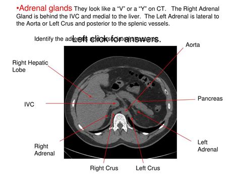 Adrenal gland urinary system - trafficnaa