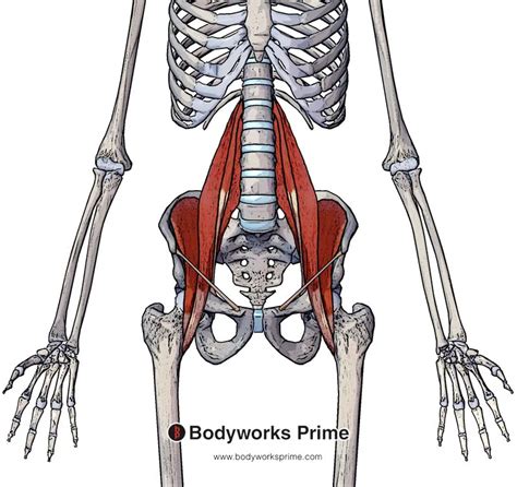 Psoas Major Muscle Anatomy - Bodyworks Prime