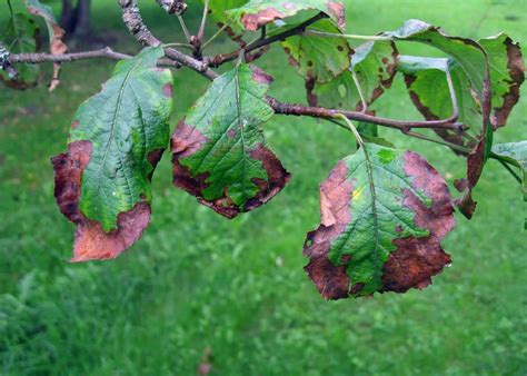 Apple tree diseases 🍎🌳 Identification and effective treatment methods