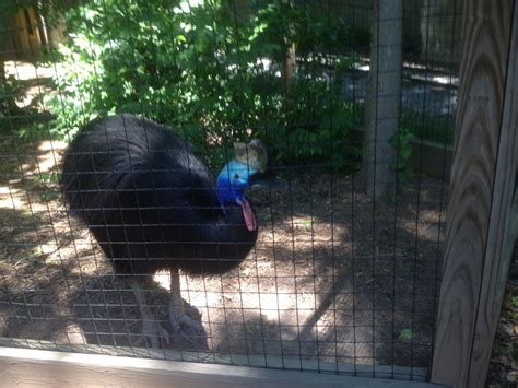 Southern Cassowary