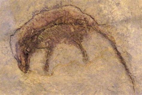 Louisville Fossils and Beyond: Eomaia scansoria Mammal Fossil