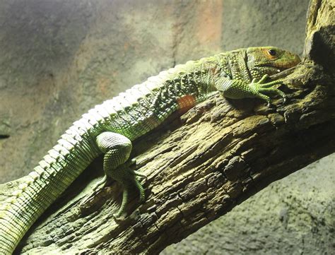 Caiman lizard - ZooChat