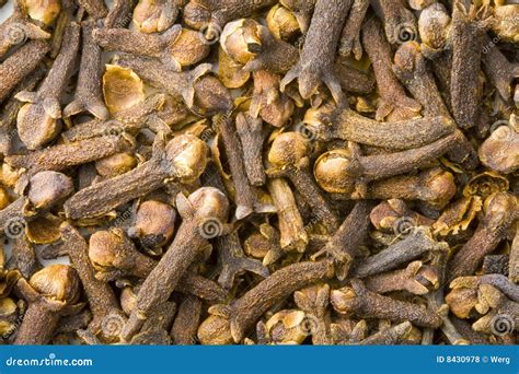 Clove stock photo. Image of background, spicy, gourmet - 8430978