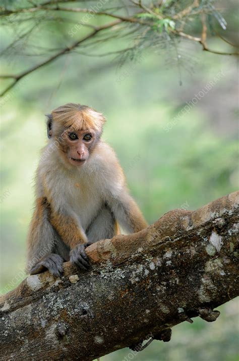 Young Toque Macaque - Stock Image - C011/8040 - Science Photo Library