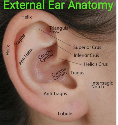 External Ear Anatomy and Function