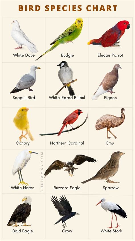 Birds Species Chart | Bird species, Species, Animal tracks