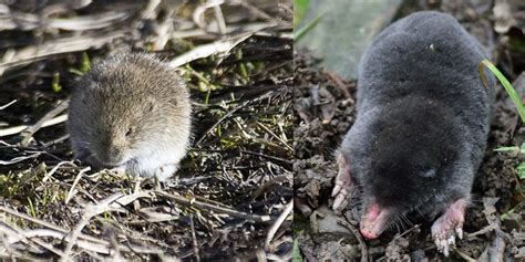 Voles And Moles Differences