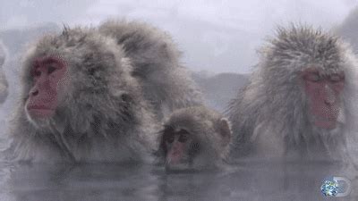 Snow Monkey GIFs - Find & Share on GIPHY