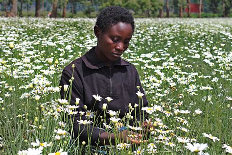 World Food Prize Laureates Call for Global Action to Save African Crops ...