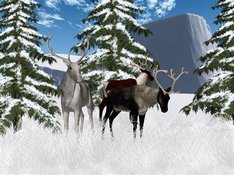 Winter Reindeer Scenery Free Stock Photo - Public Domain Pictures