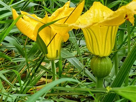 How to Hand Pollinate Pumpkin Flowers | A Real Green Life