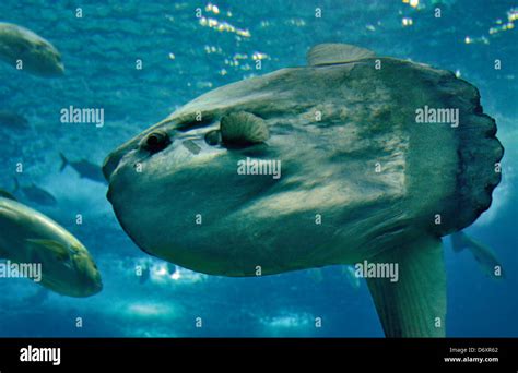 Portugal, Lisbon: Baby sunfish (Mola mola) in the Oceanario de Lisboa ...